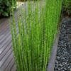 Buy water bamboo plant