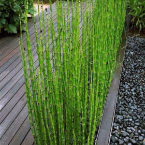 water bamboo