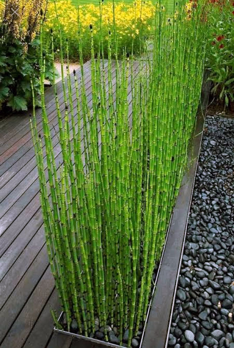 Buy Water Bamboo, Equisetum   Plant online at Nursery Nisarga