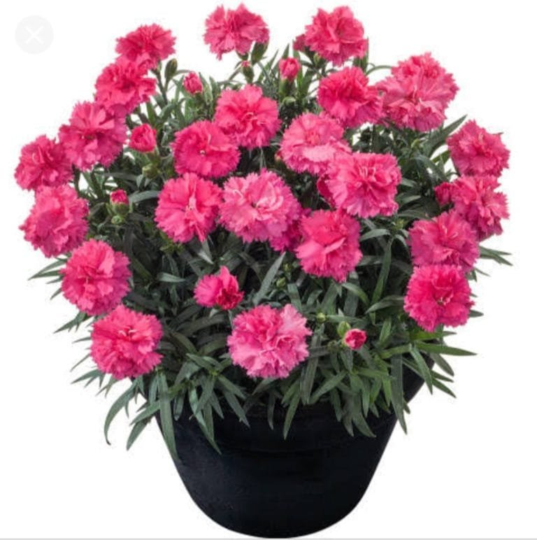 Carnation Plant online at Nursery Nisarga in India