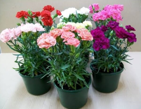 Carnations plant