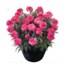 Dianthus caryophyllus