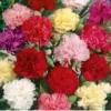 Dianthus caryophyllus