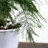 asparagus fern plumosus