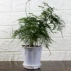 asparagus fern plumosus