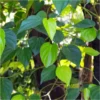 Buy Maghai Paan plant -Online at Nursery nisarga