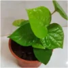 Buy Maghai Paan plant -Online at Nursery nisarga