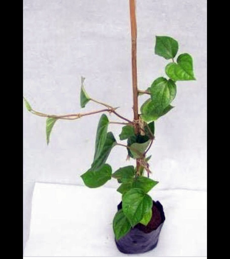 Buy Maghai Paan, Piper betel plant Nursery Nisarga