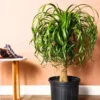 Buy Ponytail Palm Plant - Nursery nisarga