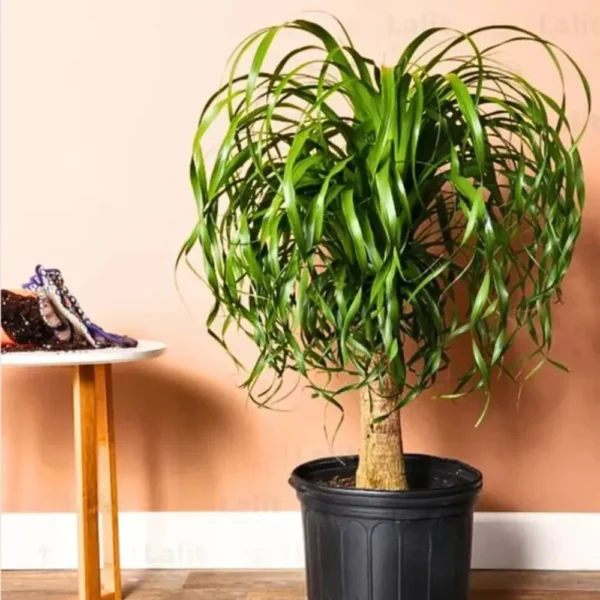 Buy Ponytail Palm Plant - Nursery nisarga