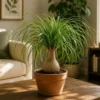 Buy Ponytail Palm Plant - Nursery nisarga