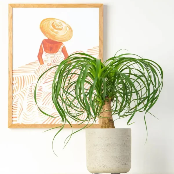 Buy Ponytail Palm Plant - Nursery nisarga