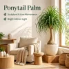 Buy Ponytail Palm Plant - Nursery nisarga