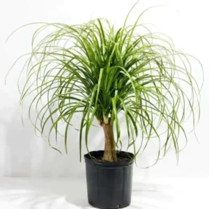 Buy Ponytail Palm Plant - Nursery nisarga