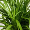 Buy Ponytail Palm Plant - Nursery nisarga