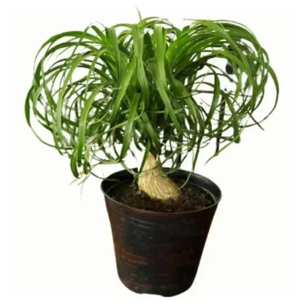 Buy Ponytail Palm Plant - Nursery nisarga