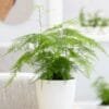 asparagus fern plumosus