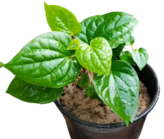 Buy Maghai Paan, Piper betel – plant Online