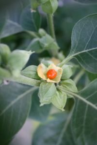 Ashwagandh plant, Withania Somnifera