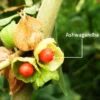 Buy Ashwagandha Plant "Withania Somnifera" - plant from Nursery Nisarga