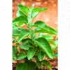 Buy Ashwagandha Plant "Withania Somnifera" - plant from Nursery Nisarga