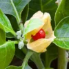 Buy Ashwagandha Plant "Withania Somnifera" - plant from Nursery Nisarga