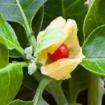 Buy Ashwagandha Plant "Withania Somnifera" - plant from Nursery Nisarga