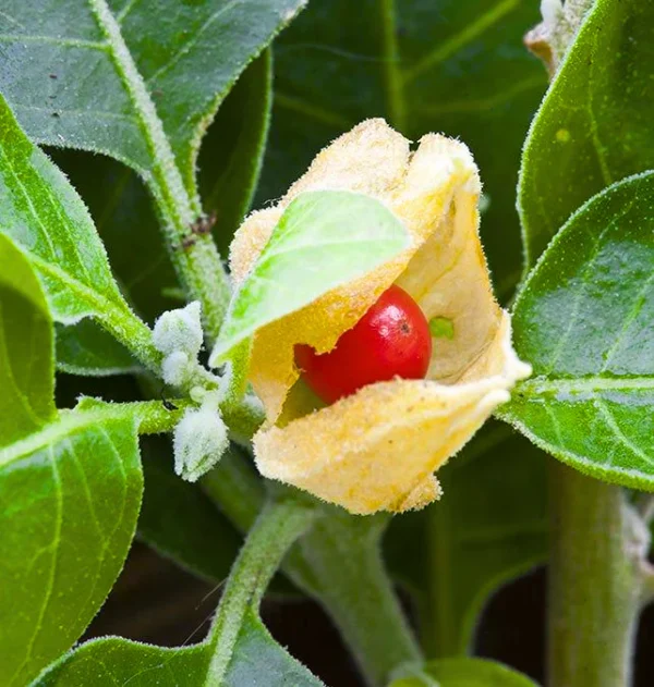Buy Ashwagandha Plant "Withania Somnifera" - plant from Nursery Nisarga