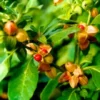 Buy Ashwagandha Plant "Withania Somnifera" - plant from Nursery Nisarga