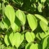 Tej Patta, Tamalpatra Plant – Cinnamon Tamala, Indian bay Leaf