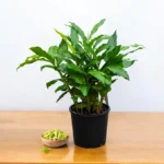 Buy Elaichi Plant - Velchi, True Cardamom from Nursery Nisarga