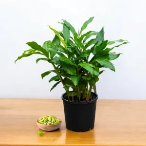 Buy Elaichi Plant - Velchi, True Cardamom from Nursery Nisarga