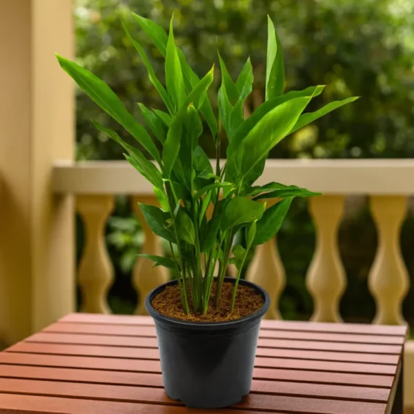 Buy Elaichi Plant - Velchi, True Cardamom from Nursery Nisarga