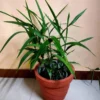 Buy Elaichi Plant - Velchi, True Cardamom from Nursery Nisarga