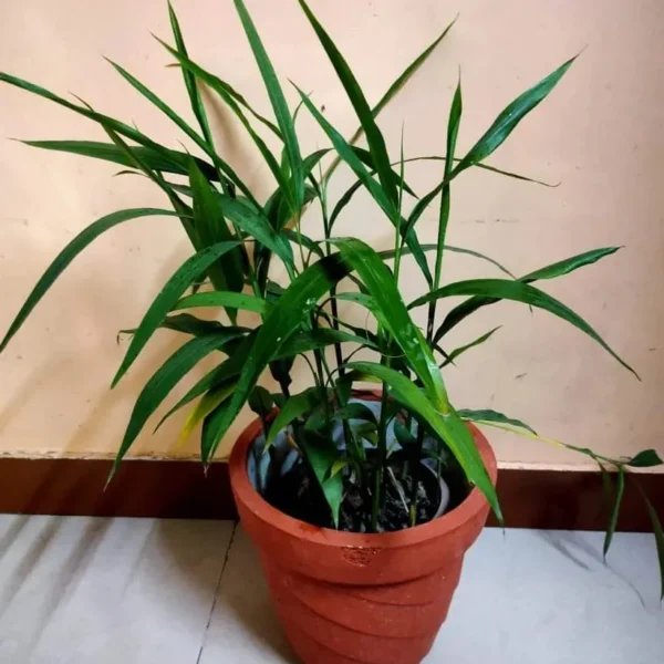 Buy Elaichi Plant - Velchi, True Cardamom from Nursery Nisarga