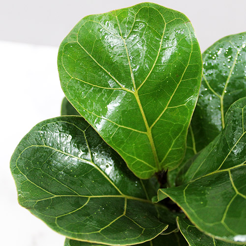 Buy Fiddle Leaf Fig Bambino Plant - Nursery Nisarga
