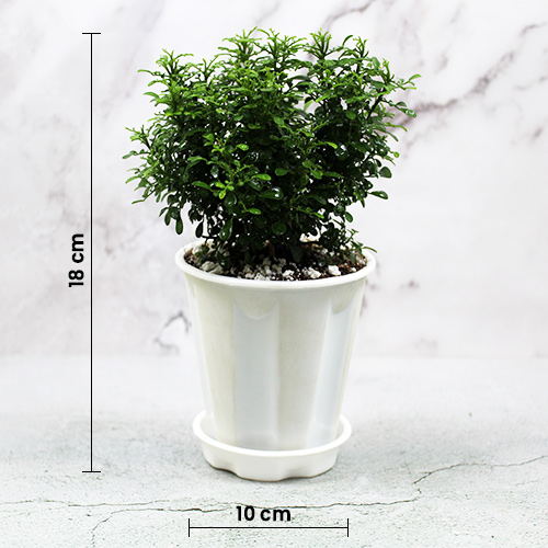 Buy Miniature Madhukamini Plant, Murraya paniculata, Cestrum aurantiacum - Nursery Nisarga