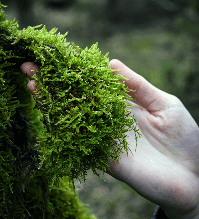 Sphagnum Moss Grass Buy online at Nursery Nisarga