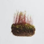 Buy Sphagnum Moss grass online at Nursery Nisarga