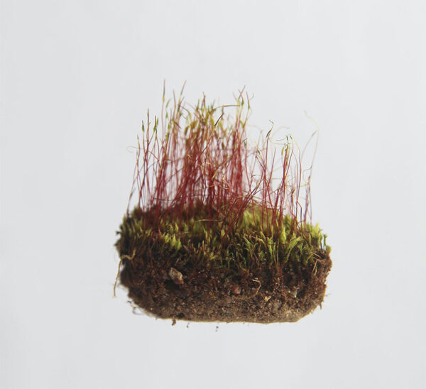 Buy Sphagnum Moss grass online at Nursery Nisarga