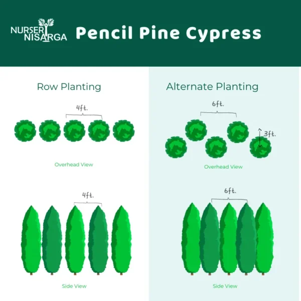 Pencil Pine Tree Landscape formation by Nursey Nisarga