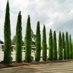 Buy Pencil Pine, plant online at nursery nisarga