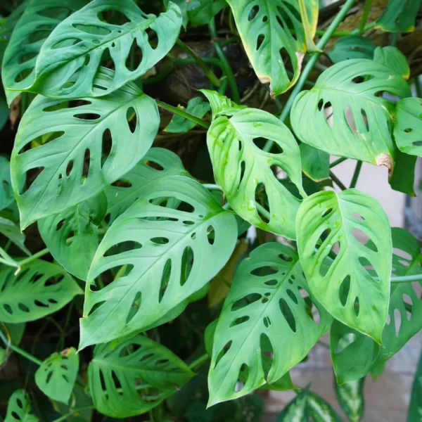 Monstera Adansonii Foliage Plant