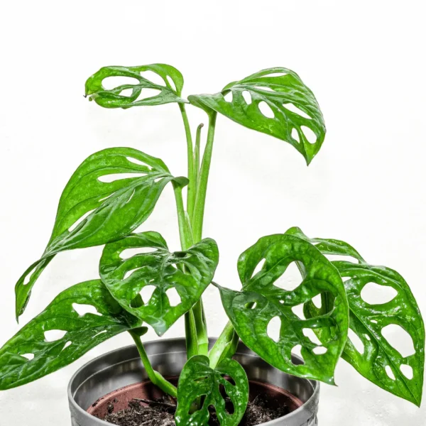 Buy Monstera Adansonii Plant - Nursery Nisarga