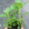 Buy Ashwagandha Plant At Nursery Nisarga