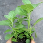 Buy Ashwagandha Plant At Nursery Nisarga