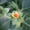 Buy Ashwagandha Plant At Nursery Nisarga