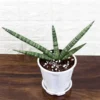 Buy Star Sansevieria plant online nursery nisarga