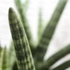 Buy Star Sansevieria plant online nursery nisarga