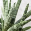 Buy Star Sansevieria plant online nursery nisarga